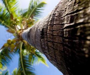 пазл Кокосовая пальма